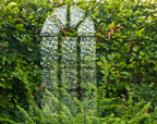 Hedge Window